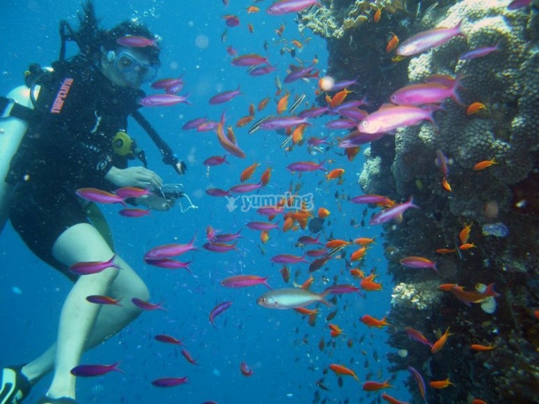 Haz un curso de buceo Haz un curso de buceo